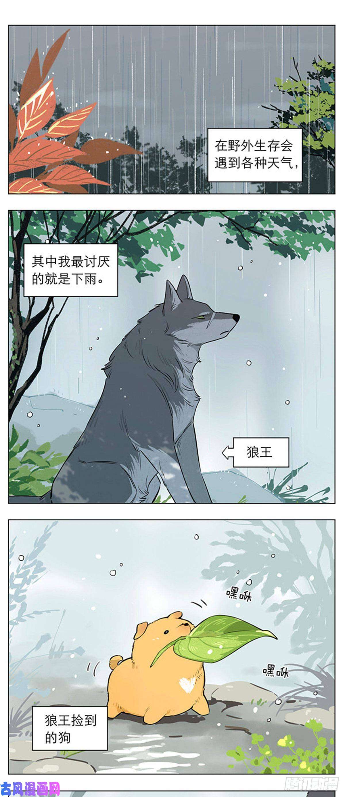 捡了东西的狼下雨天的狼王