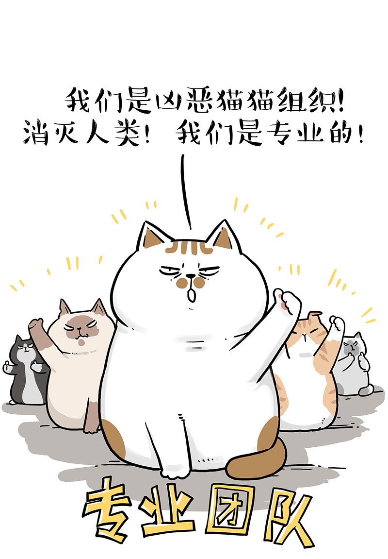 吾皇巴扎黑271 凶恶猫猫组织