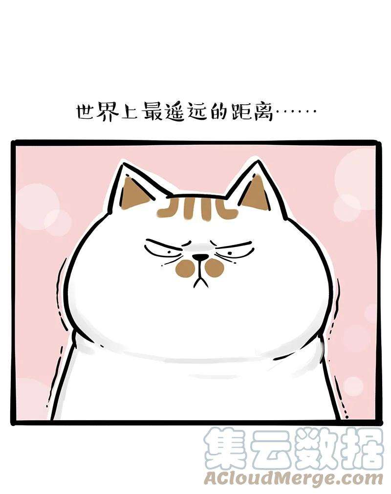 吾皇巴扎黑301 猫孵鱼